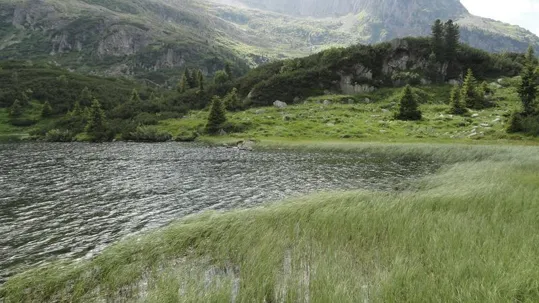 Colbricon - Il lago superiore con l'erba tipica che cresce nel lago