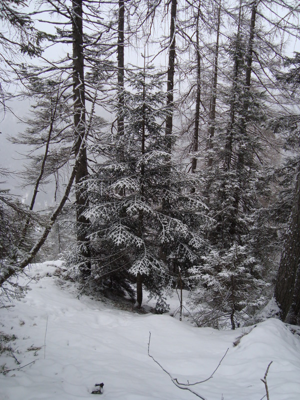 Monte Miaron - foto del bosco con la neve