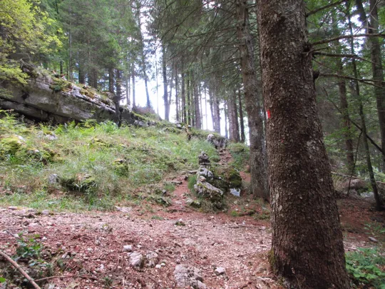 Attraversamento della strada forestale