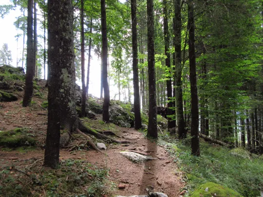 Dettaglio del sentiero