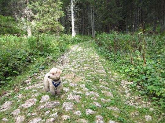 Dettaglio della strada tra i due cimiteri