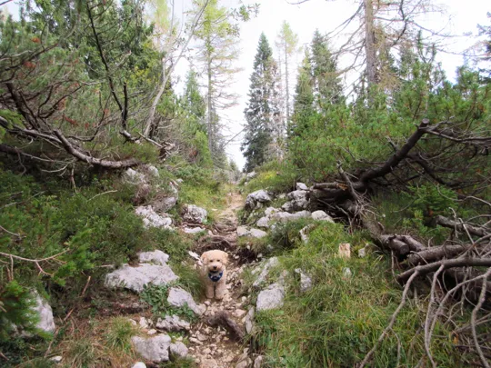 Dettaglio del sentiero sullo Zebio