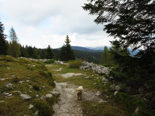 Dettaglio del sentiero