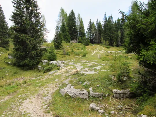 Dettaglio della strada per il roccolo