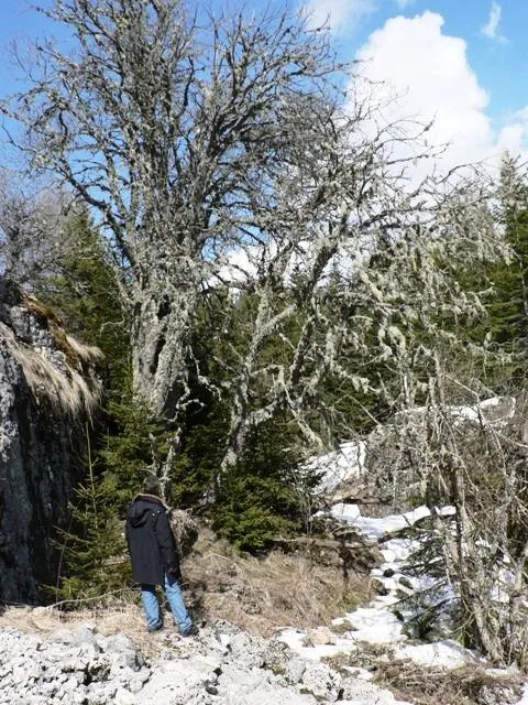 Forte Busa Verle - Fossato