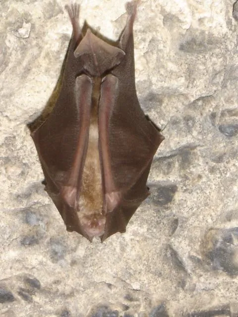 Forte Casa Ratti - Abitanti del luogo