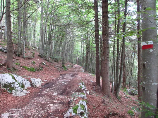 Dettaglio del sentiero