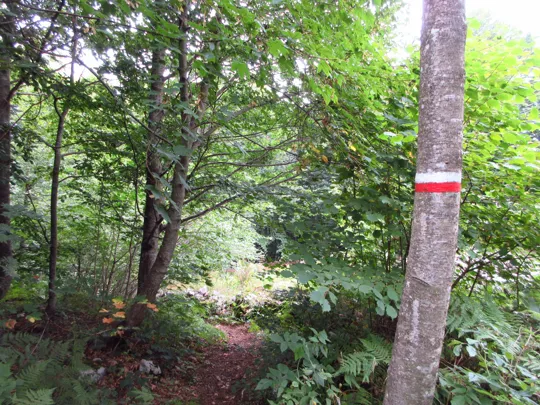 Dettaglio del sentiero