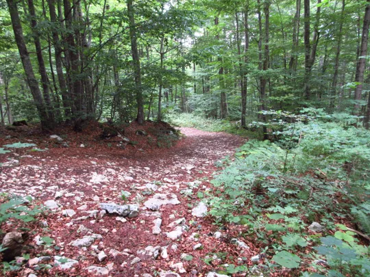 Dettaglio della strada forestale