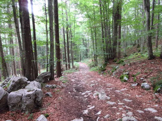 Dettaglio della strada forestale