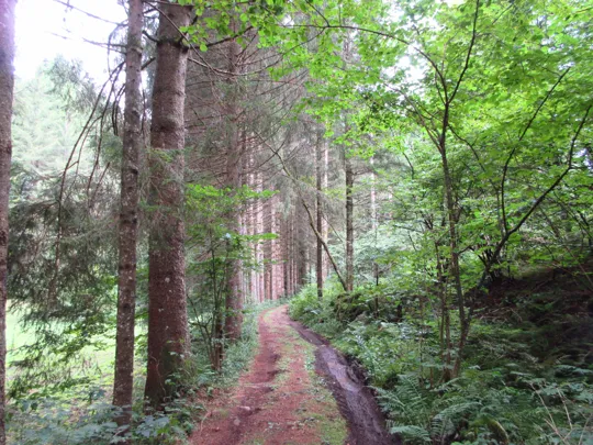 Dettaglio della strada verso la tomba