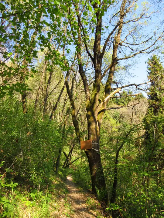 Quercia