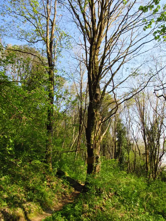 Acero di monte