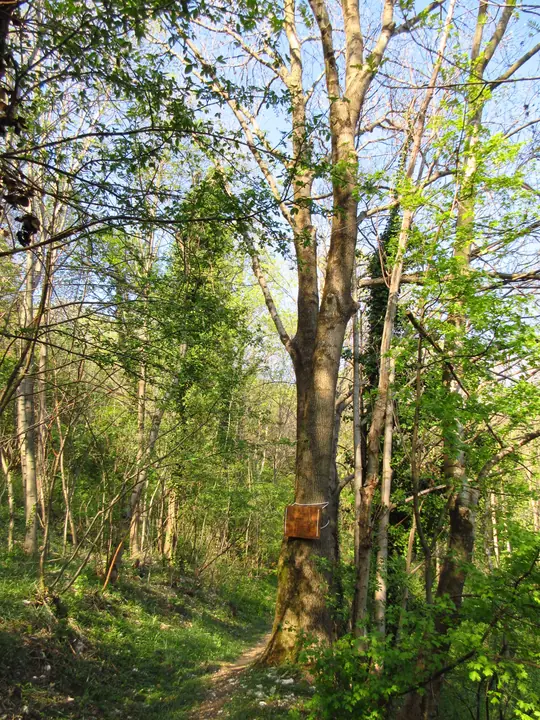 Frassino