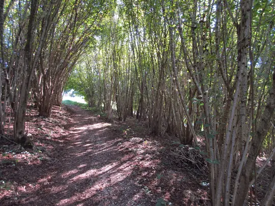 Percorso tra gli alberi