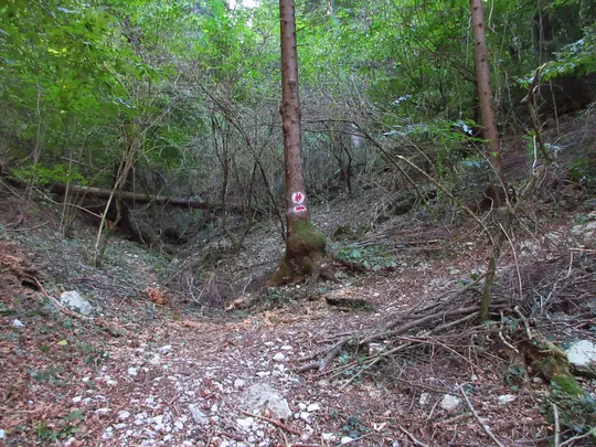 Segnavia dipinto sul tronco di un albero