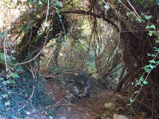 Albero ad arco sopra il sentiero