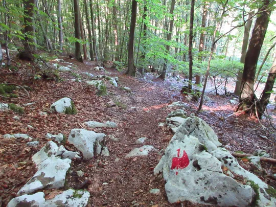 Indicazioni nel bosco