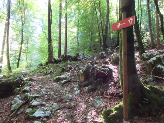 Indicazioni nel bosco