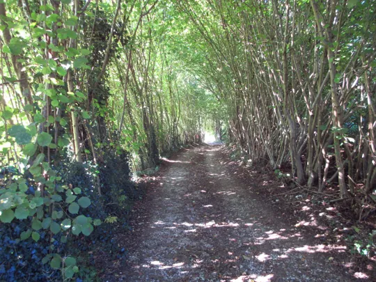 Verso le &quot;Pomare&quot;