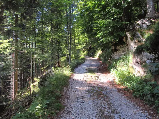 Strada militare nel bosco durante la salita verso Forte Campolongo