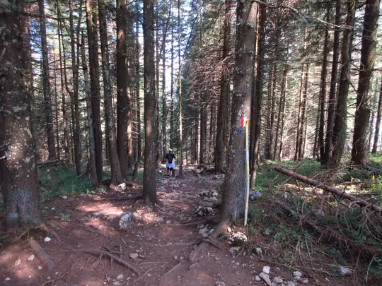 Sentiero nel bosco da Forte Campolongo verso lo Sciason