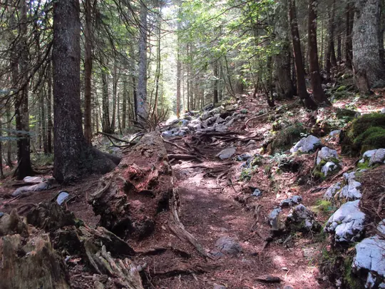 Sentiero nel bosco lungo la discesa verso lo Sciason