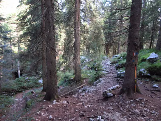 Tratto sassoso del sentiero nel bosco verso lo Sciason