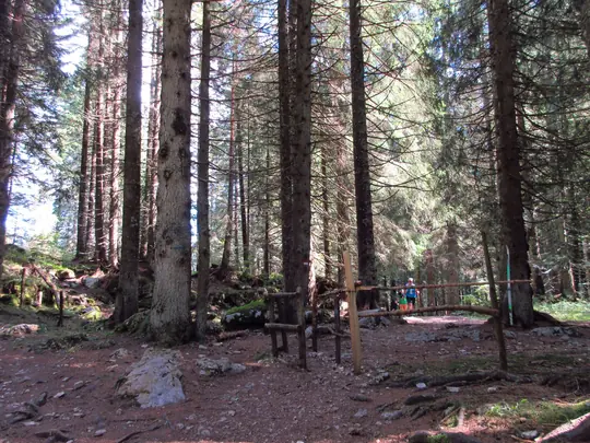 Sentiero nel bosco verso Malga Campolongo
