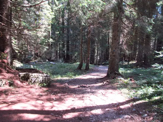 Ultimo tratto nel bosco prima di Malga Campolongo