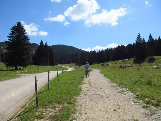 Percorso pedonale da Malga Campolongo verso la strada del Monte Verena