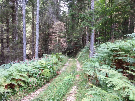 Dettaglio del percorso