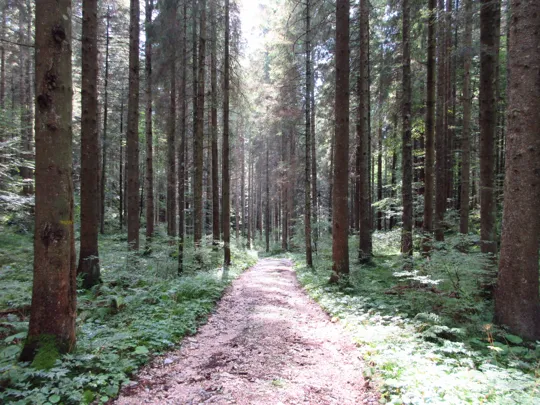 Dettaglio del percorso