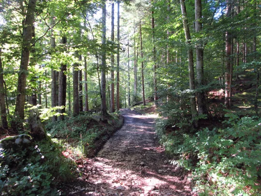 Dettaglio del sentiero