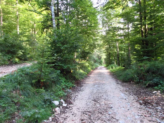 Dettaglio della strada appena usciti dal sentiero