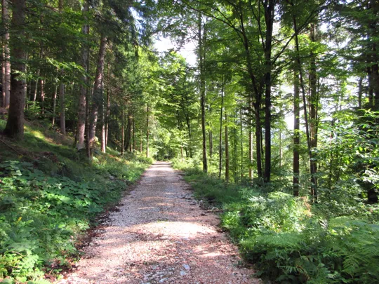 Dettaglio della strada