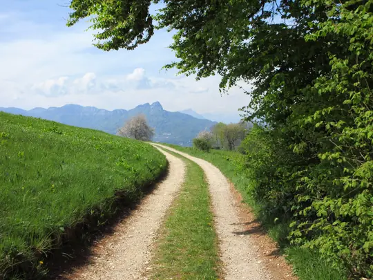 La fine del bosco
