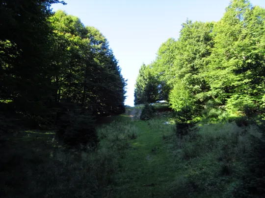 Sentiero verso la malga