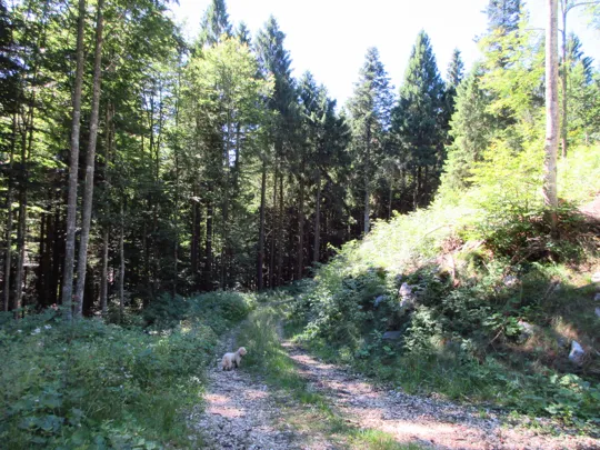 Dettaglio del percorso