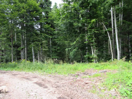 Prendere il sentiero a destra