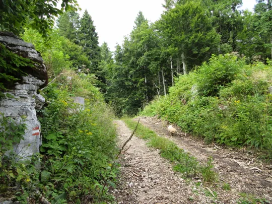 La sella prima della deviazione a destra