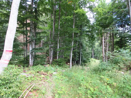 Dettaglio del sentiero