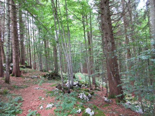 Dettaglio del sentiero