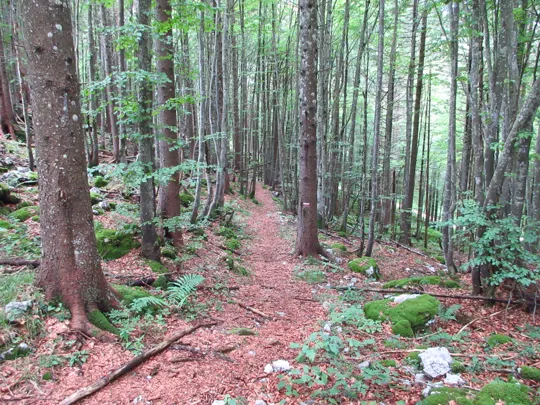 Dettaglio del sentiero