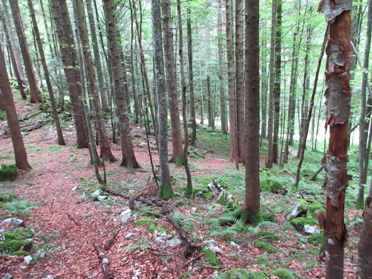 Dettaglio del sentiero