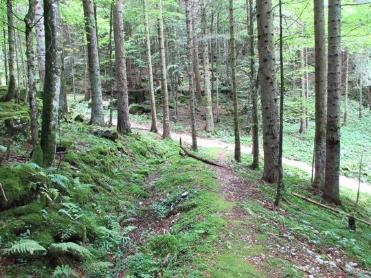 Dettaglio del sentiero