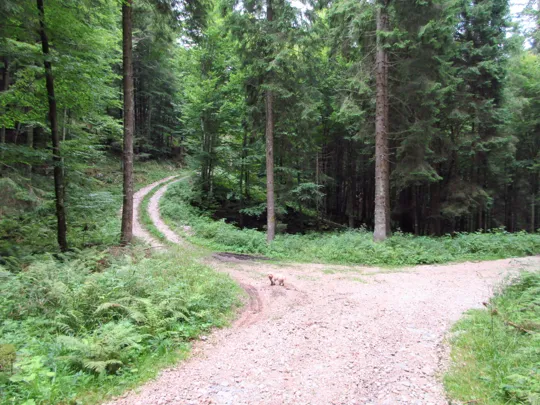 Proseguire a sinistra