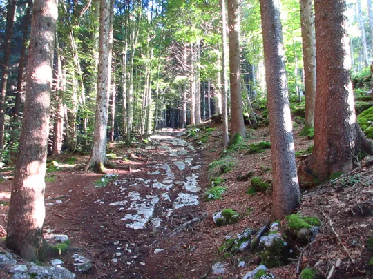 Dettaglio del sentiero