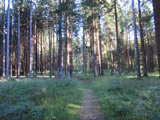 Dettaglio del sentiero