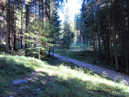 Incrocio con la strada forestale, proseguire a sinistra